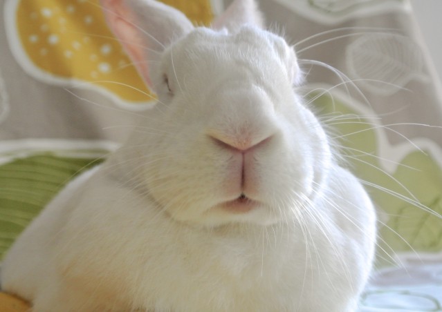 SUPER FOOD per conigli