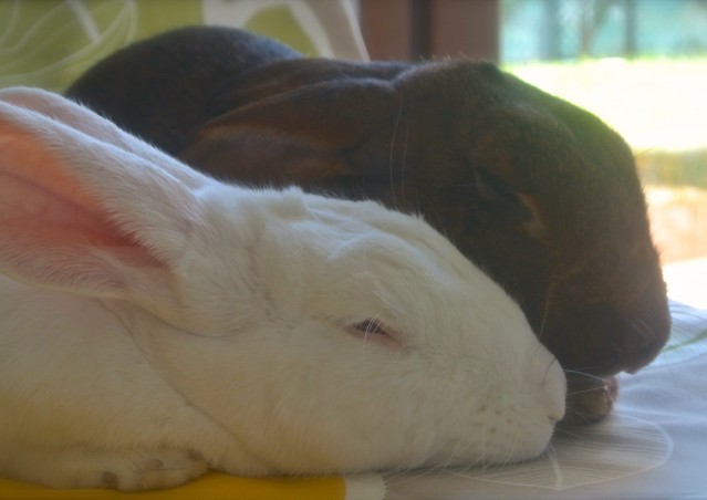 SUPER FOOD per conigli