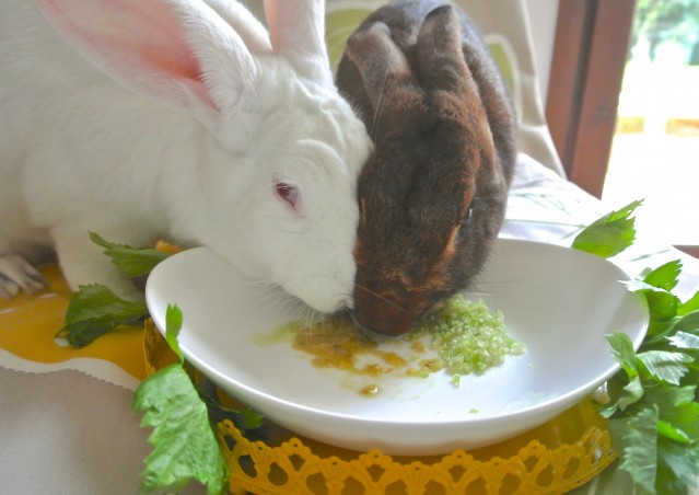 SUPER FOOD per conigli