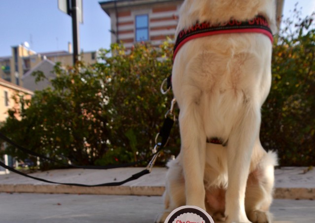 DOLCETTO O SCHERZETTO? SACCHETTO! La dog guerrilla di Kiki Pelosi per Milano.