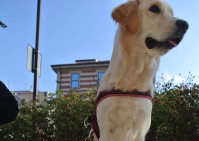 DOLCETTO O SCHERZETTO? SACCHETTO! La dog guerrilla di Kiki Pelosi per Milano.