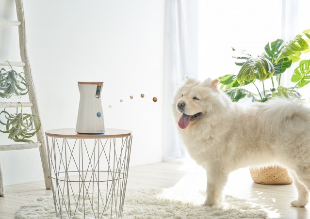 Be Furbo, Be happy!