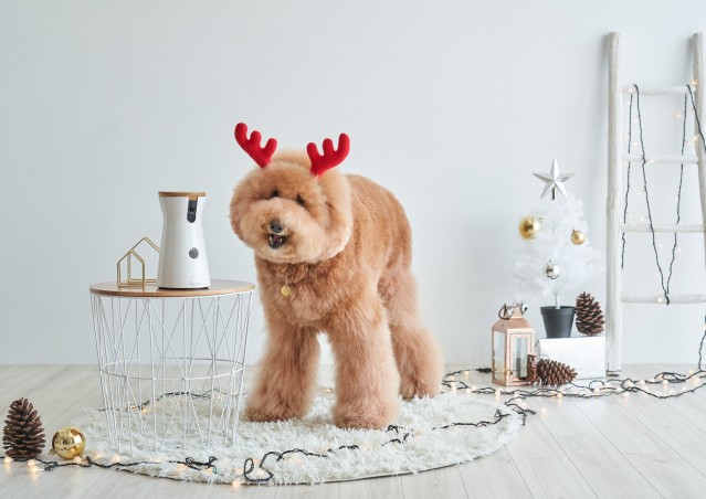 Be Furbo, Be happy!