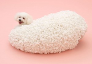 bichon frise by Sejima