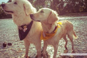dogsavethequeen011