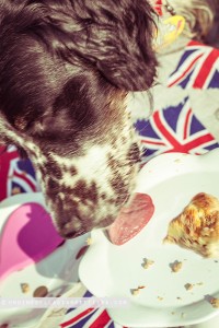 dogsavethequeen021