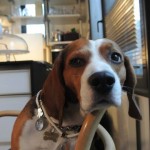 POKER, il beagle "cane da pentola"