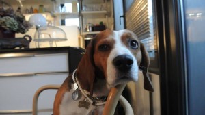 POKER, il beagle "cane da pentola"
