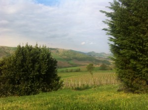IMG_4631